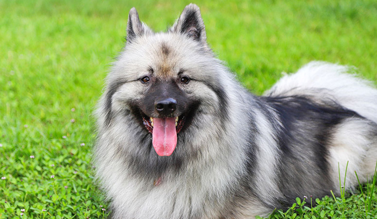 Keeshond