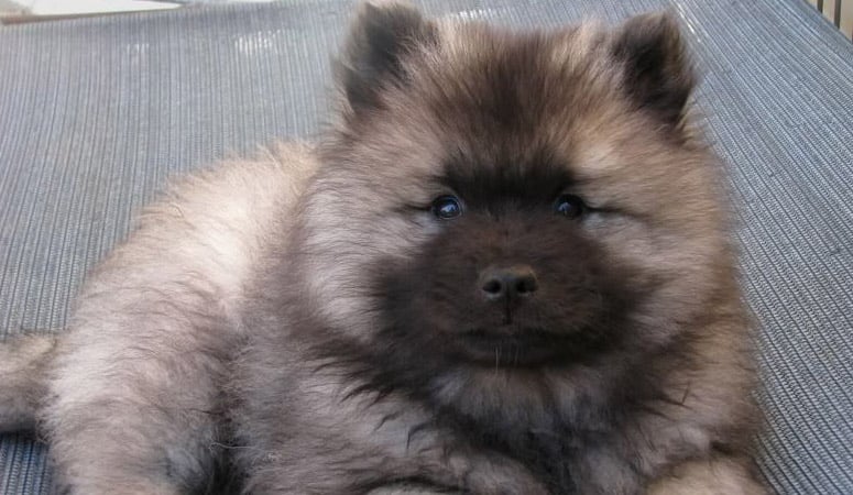 Keeshond