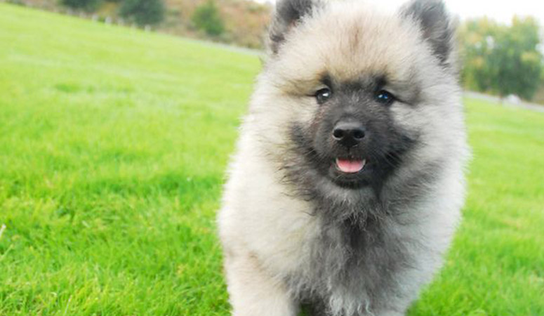 Keeshond