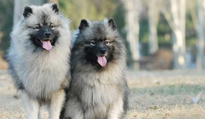 Keeshond