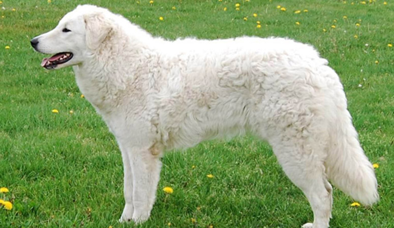 https://www.puppyarea.com/wp-content/uploads/2020/09/Kuvasz-1.jpg