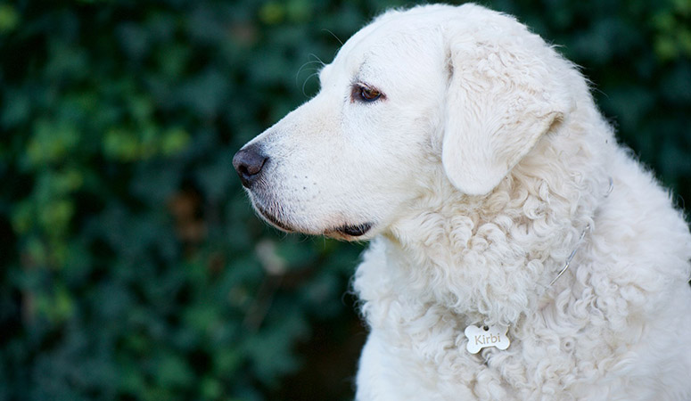 Kuvasz Puppy Area