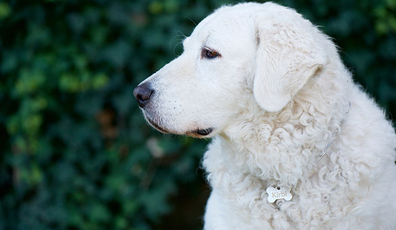 Kuvasz