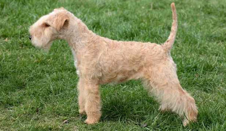 https://www.puppyarea.com/wp-content/uploads/2020/09/Lakeland-Terrier-1.jpg