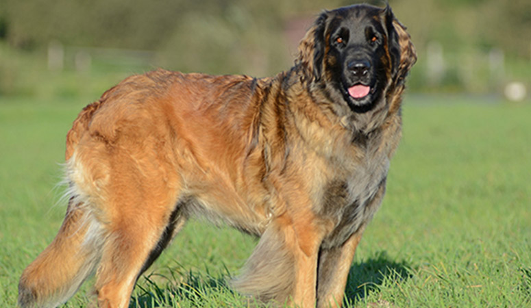 https://www.puppyarea.com/wp-content/uploads/2020/09/Leonberger-1.jpg