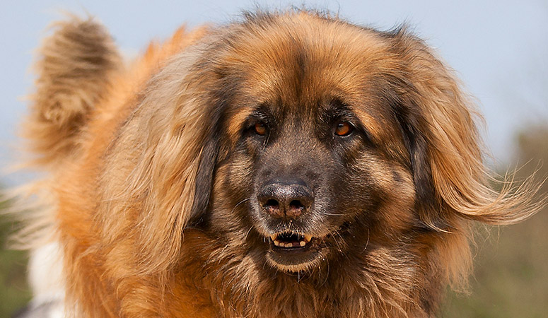 Leonberger