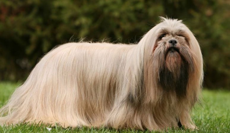 https://www.puppyarea.com/wp-content/uploads/2020/09/Lhasa-Apso-1.jpg