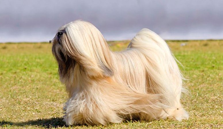 Lhasa Apso