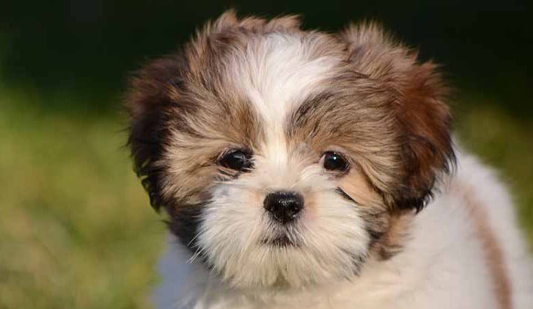 Lhasa Apso