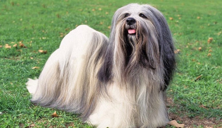 Lhasa Apso