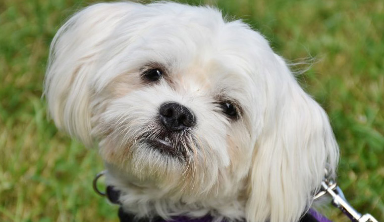 Maltese