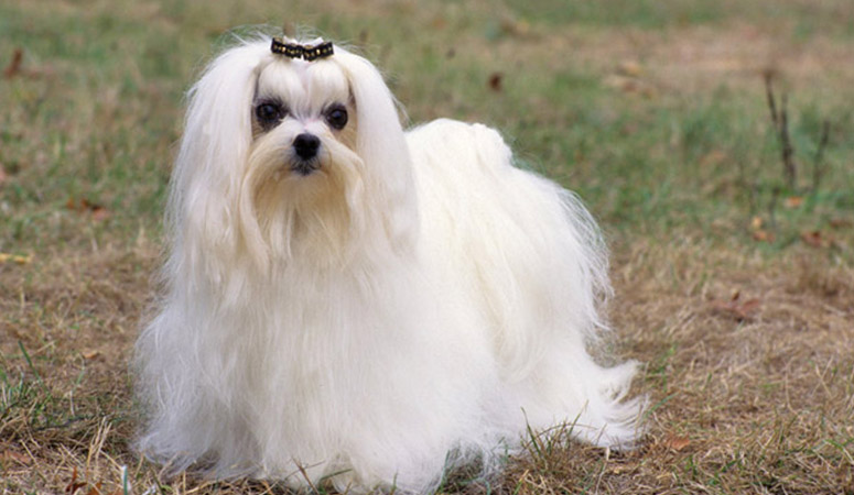 Maltese