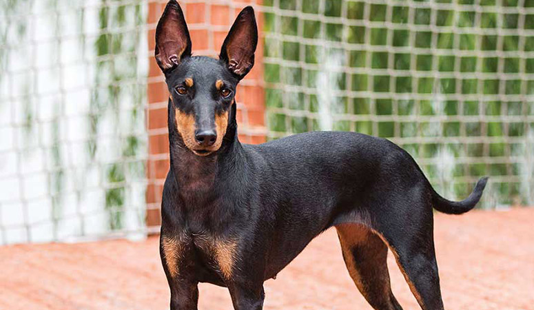 https://www.puppyarea.com/wp-content/uploads/2020/09/Manchester-Terrier-Standard-1.jpg