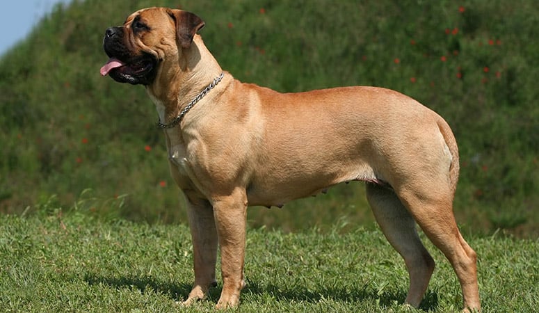 https://www.puppyarea.com/wp-content/uploads/2020/09/Mastiff-1.jpg