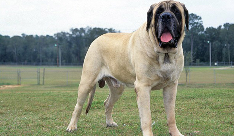 Mastiff