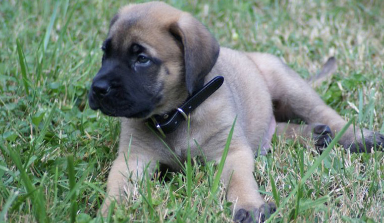 Mastiff