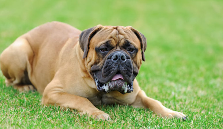 Mastiff