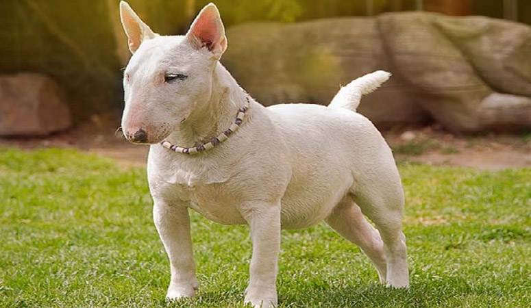 https://www.puppyarea.com/wp-content/uploads/2020/09/Miniature-Bull-Terrier-1.jpg
