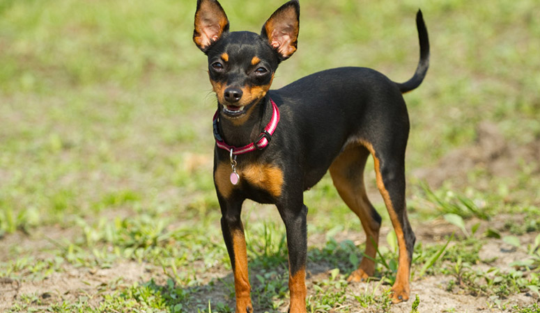 https://www.puppyarea.com/wp-content/uploads/2020/09/Miniature-Pinscher-1.jpg