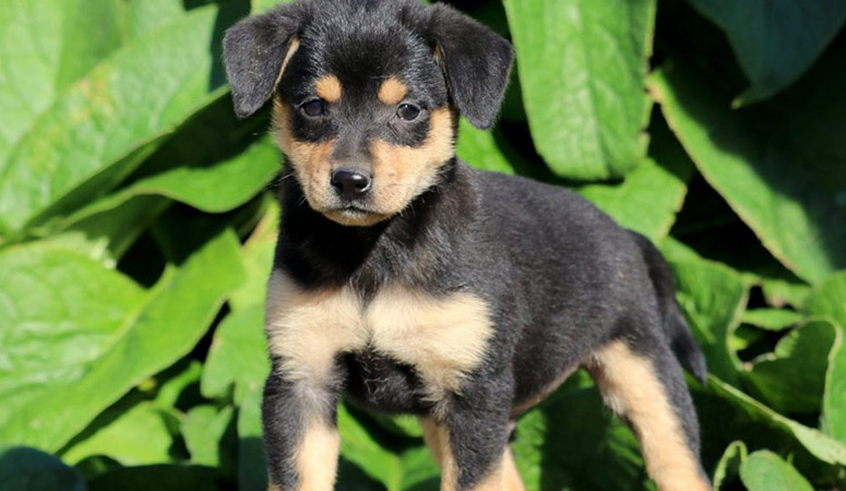 Miniature Pinscher