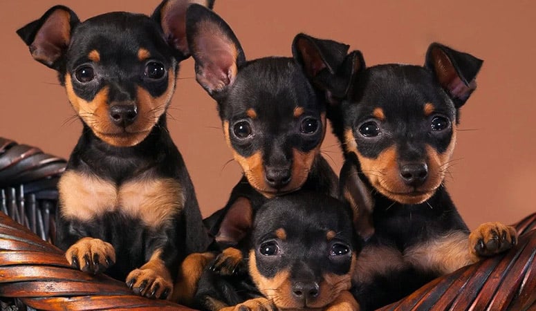 Miniature Pinscher