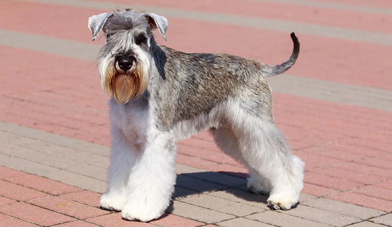 https://www.puppyarea.com/wp-content/uploads/2020/09/Miniature-Schnauzer-1.jpg