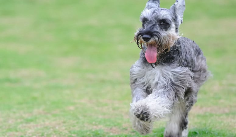 Miniature Schnauzer