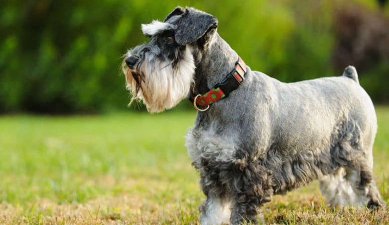 Miniature Schnauzer