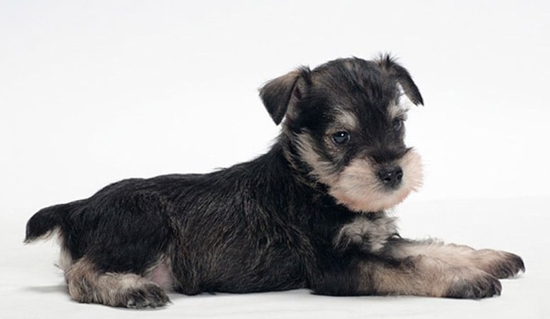 Miniature Schnauzer