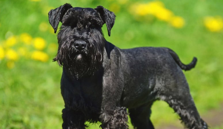 Miniature Schnauzer