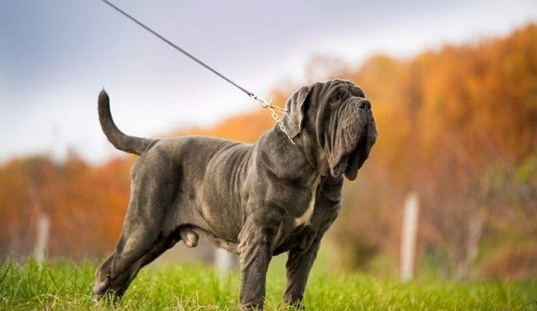 https://www.puppyarea.com/wp-content/uploads/2020/09/Neapolitan-Mastiff-1.jpg