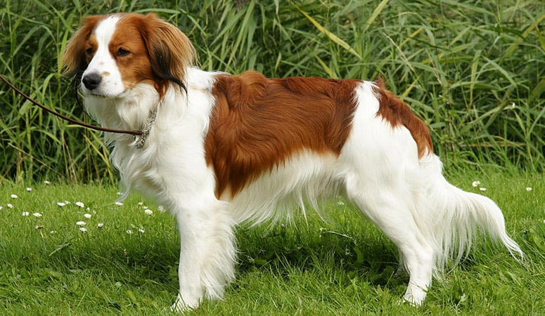 https://www.puppyarea.com/wp-content/uploads/2020/09/Nederlandse-Kooikerhondje-1.jpg