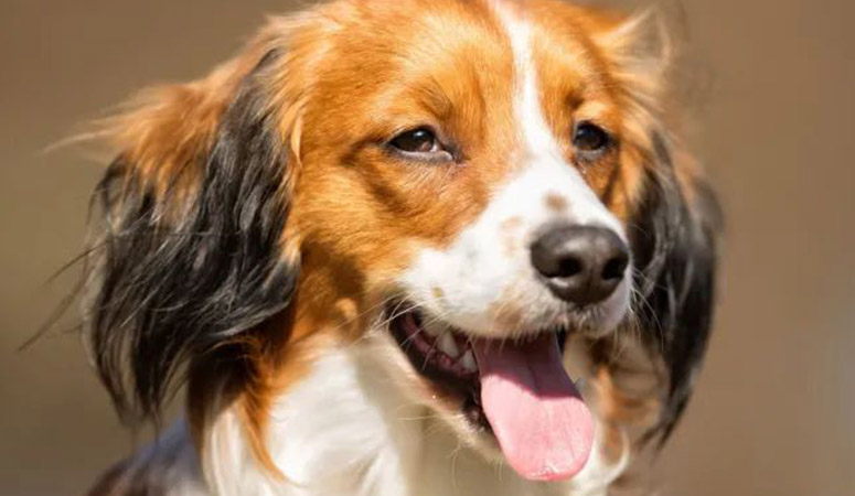 Nederlandse Kooikerhondje