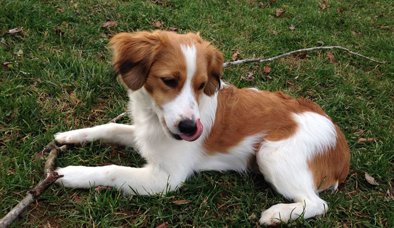 Nederlandse Kooikerhondje