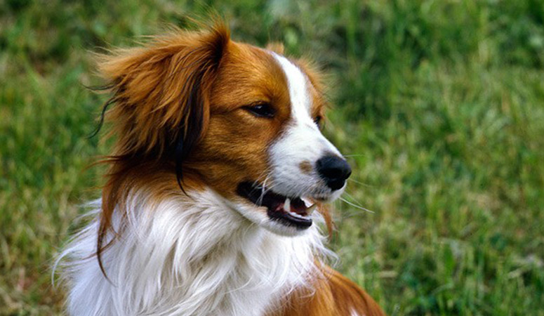 Nederlandse Kooikerhondje