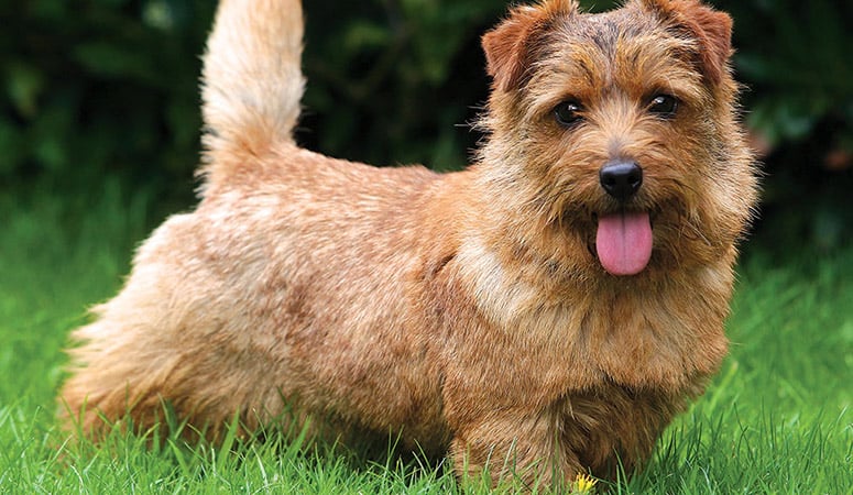 https://www.puppyarea.com/wp-content/uploads/2020/09/Norfolk-Terrier-1.jpg