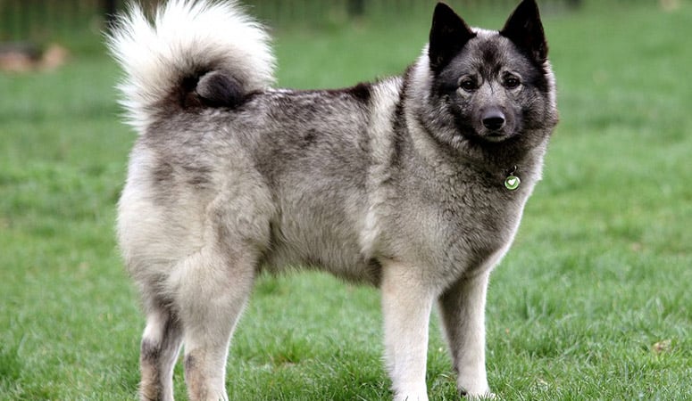 https://www.puppyarea.com/wp-content/uploads/2020/09/Norwegian-Elkhound-1.jpg