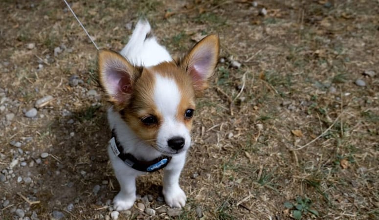 Norwegian Lundehund Puppy Area