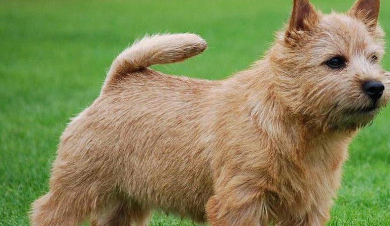 https://www.puppyarea.com/wp-content/uploads/2020/09/Norwich-Terrier-1.jpg