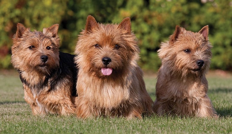 Norwich Terrier