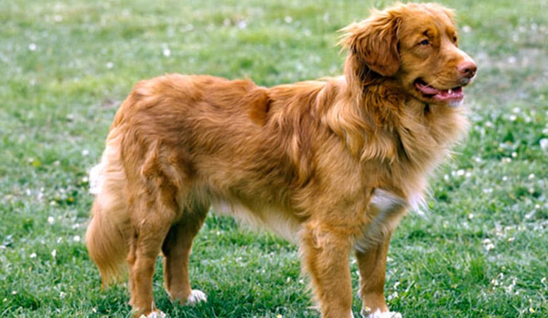 nova scotia duck tolling retriever stuffed animal