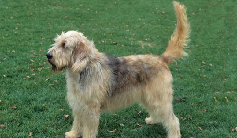 https://www.puppyarea.com/wp-content/uploads/2020/09/Otterhound-1.jpg