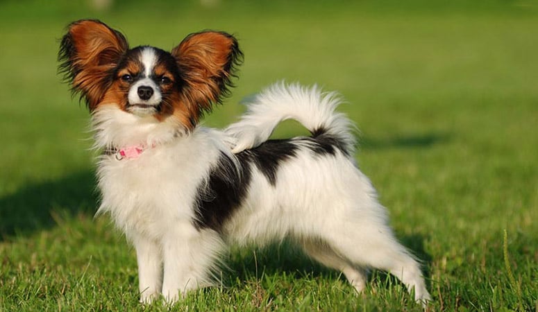 https://www.puppyarea.com/wp-content/uploads/2020/09/Papillon-1.jpg