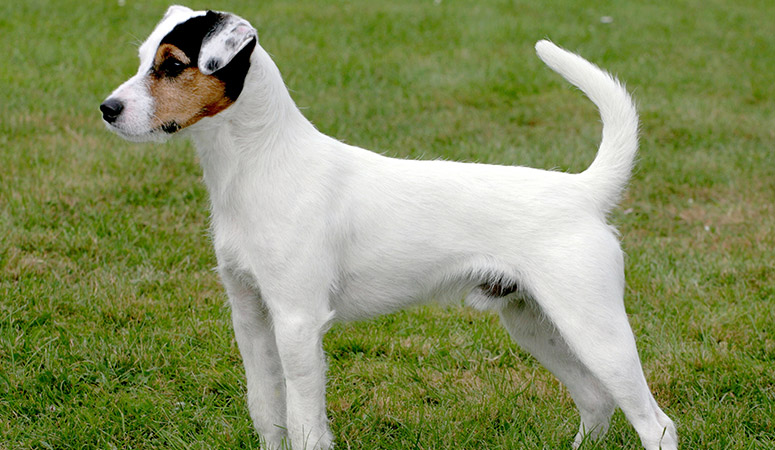 https://www.puppyarea.com/wp-content/uploads/2020/09/Parson-Russell-Terrier-1.jpg