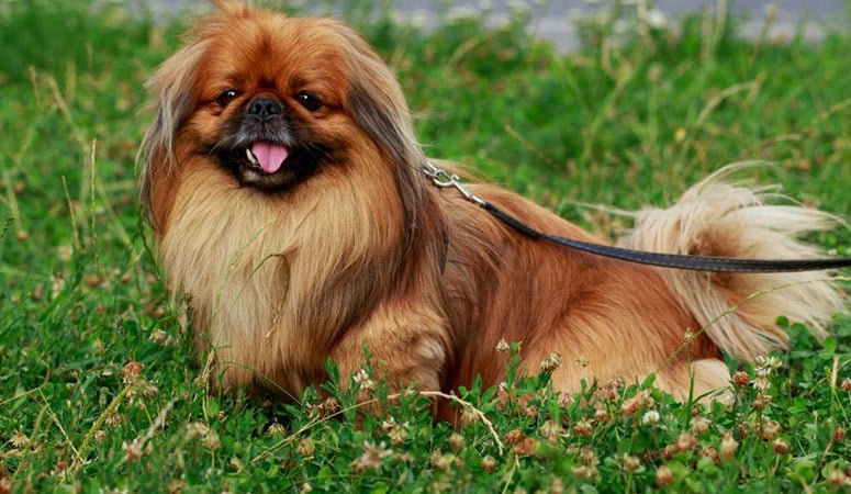 https://www.puppyarea.com/wp-content/uploads/2020/09/Pekingese-1.jpg