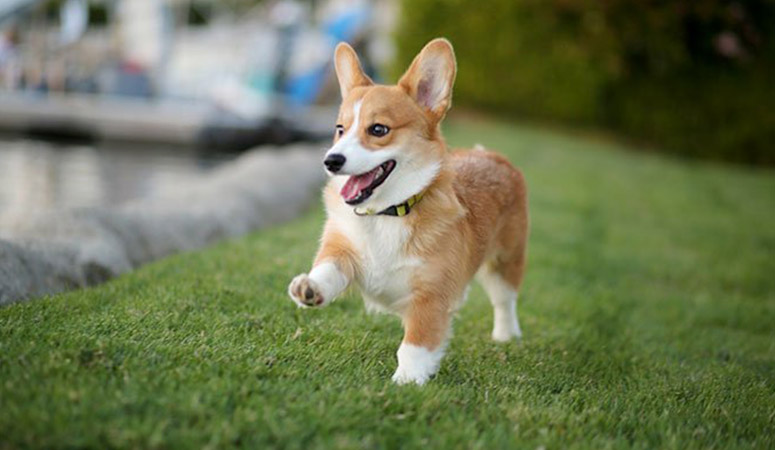 Pembroke Welsh Corgi