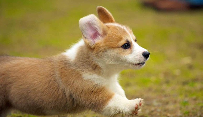 Pembroke Welsh Corgi