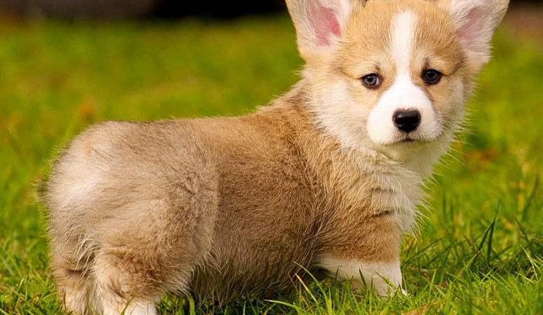 Pembroke Welsh Corgi