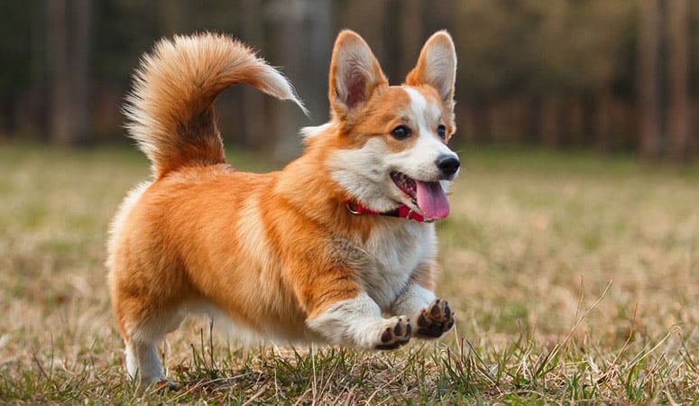 Pembroke Welsh Corgi