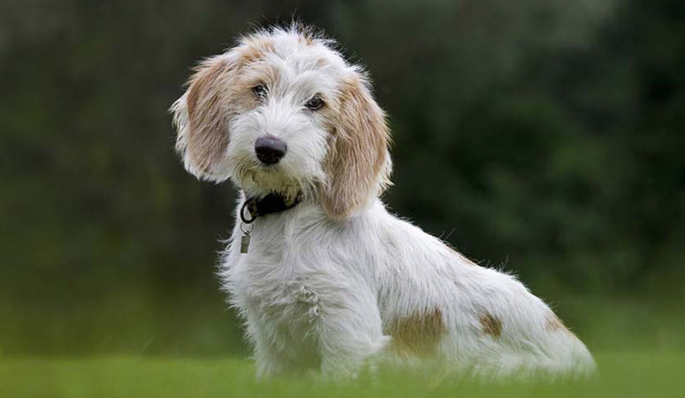 The Petit Basset Griffon Vendéen - A Unique and Lively Dog Breed 9 Pbgv Feed